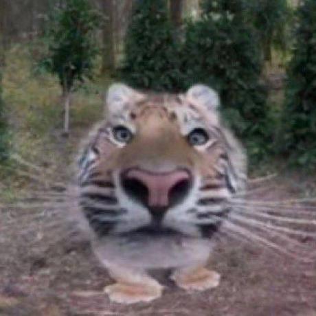 tiger.jpg